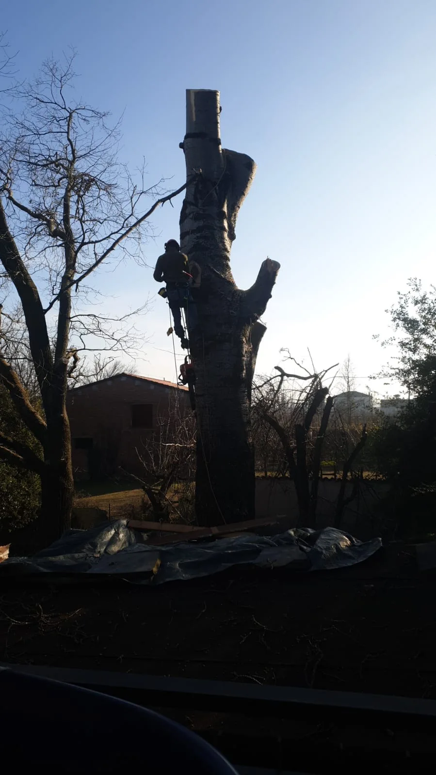 Abbattimento alberi — un intervento All Green